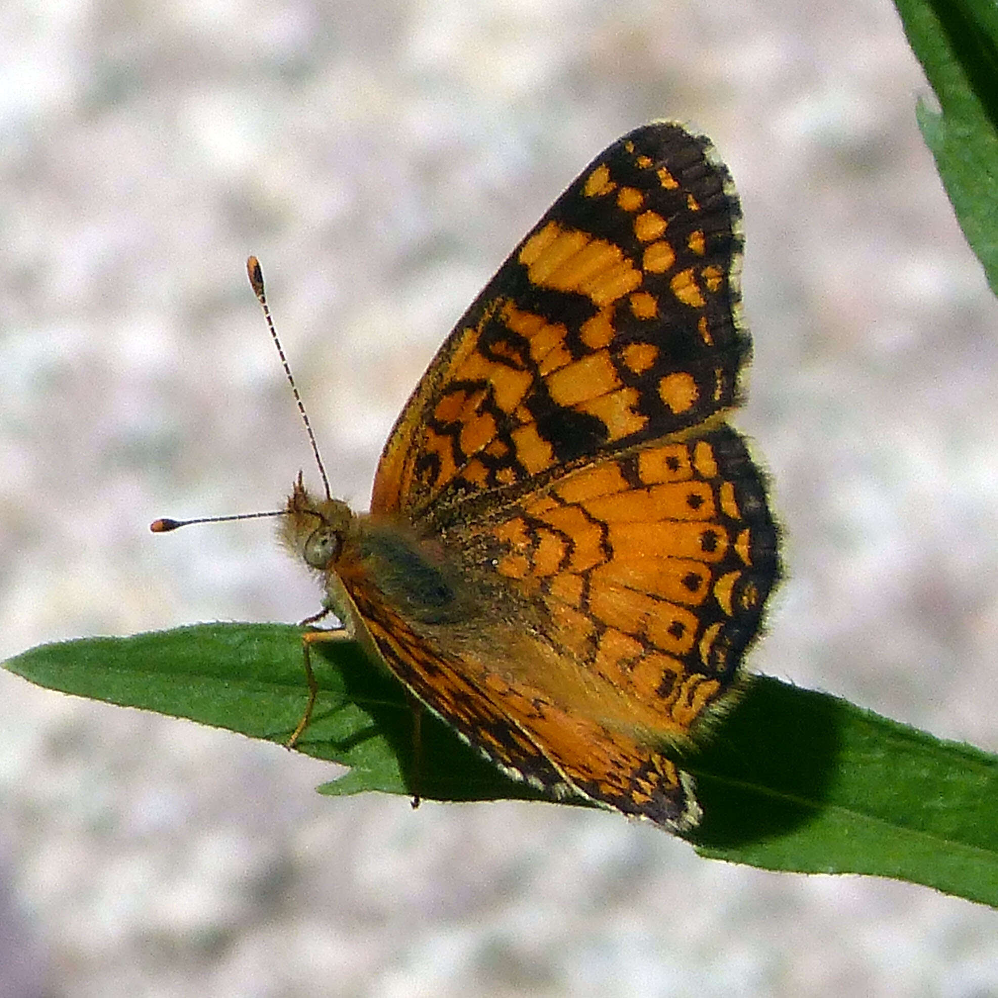 Image of Phyciodes mylitta thebais