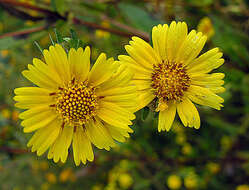 Imagem de Guizotia scabra (Vis.) Chiov.