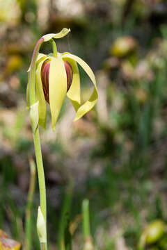 Image of California pitcherplant