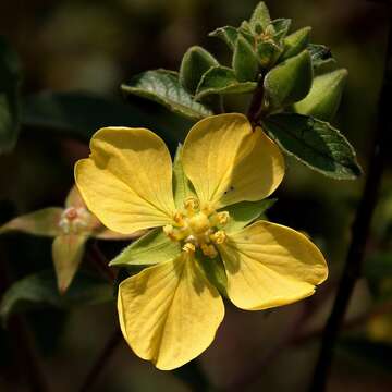 Image of Ludwigia tomentosa (Cambess.) Hara