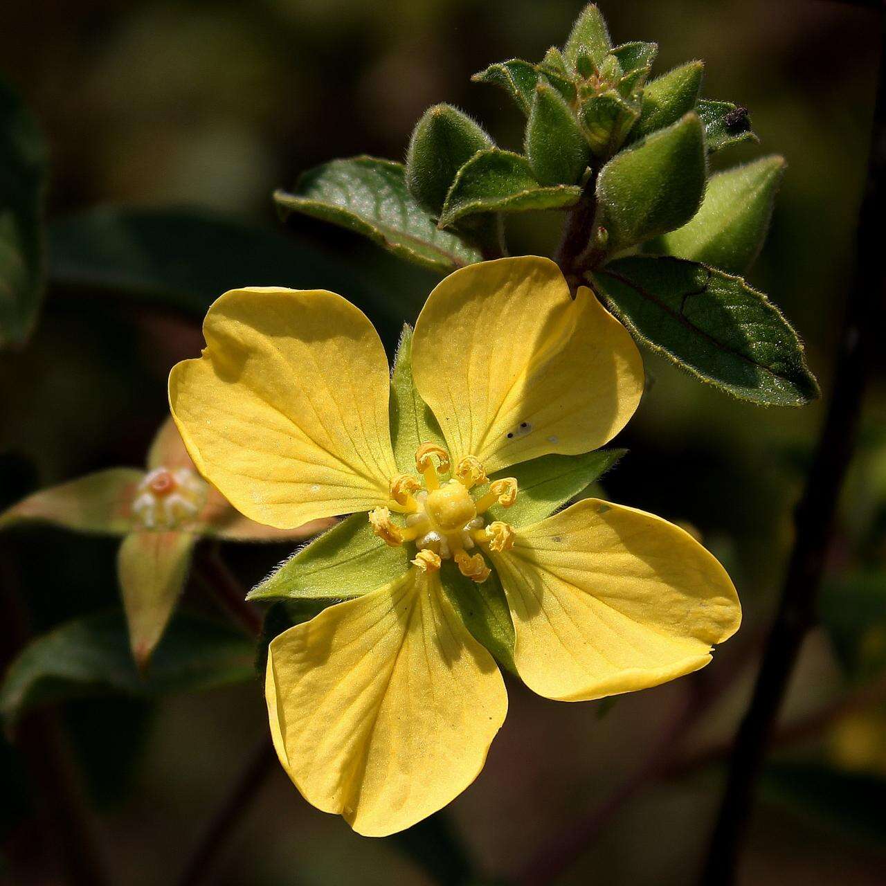 Plancia ëd Ludwigia tomentosa (Cambess.) Hara