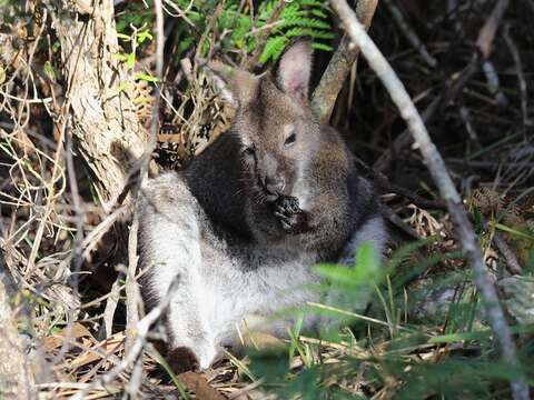 Image of wallaby