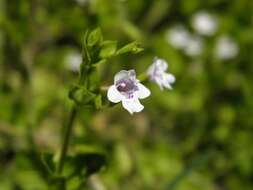 صورة Clinopodium brownei (Sw.) Kuntze