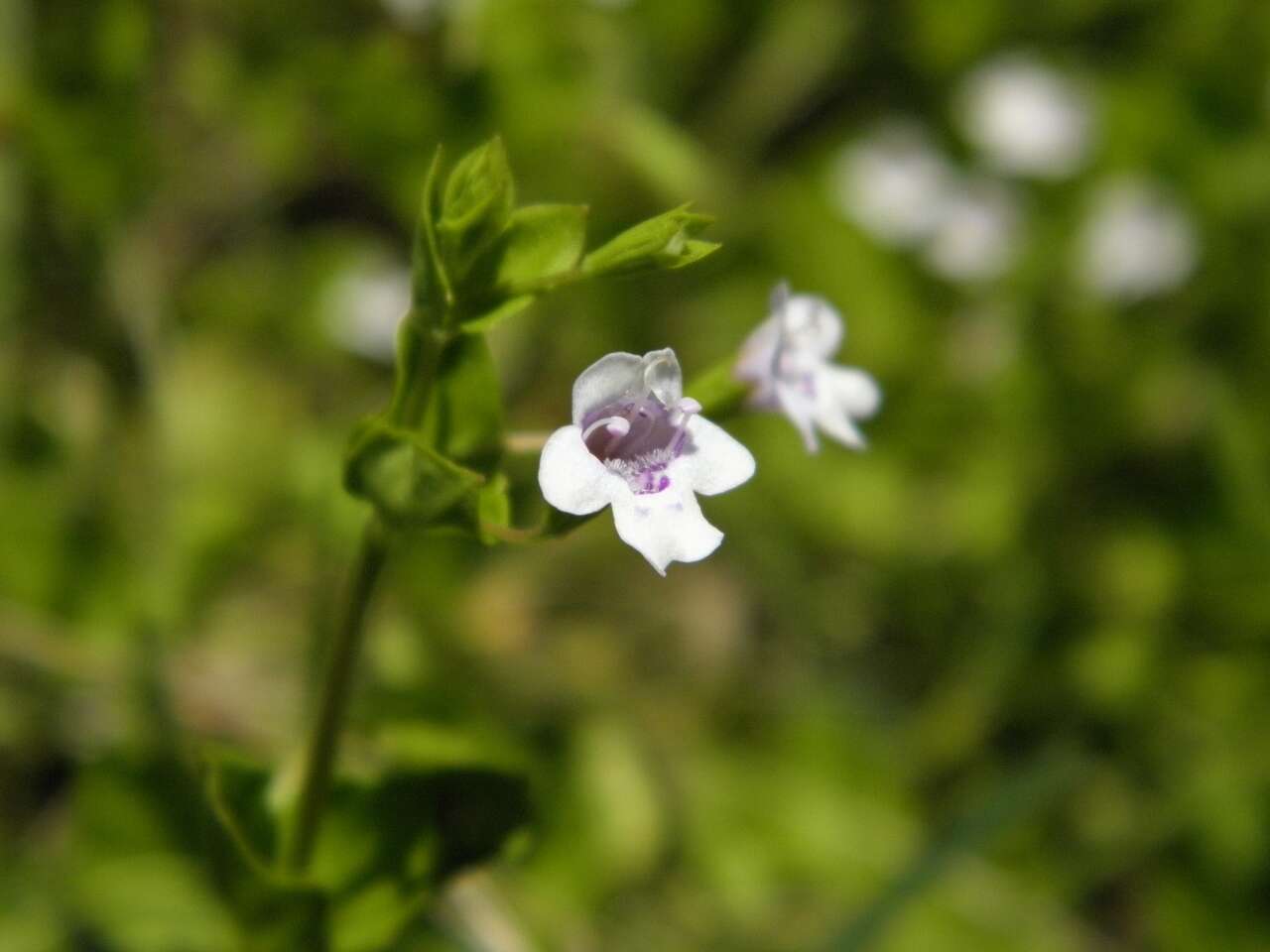 Image of clinopodium