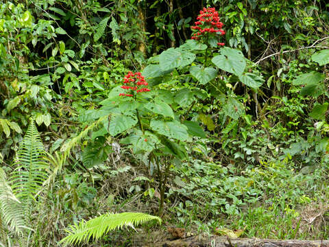 Слика од Clerodendrum paniculatum L.