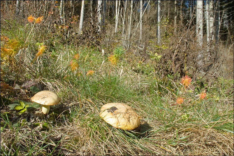 Image of Suillus bovinus (L.) Roussel 1796