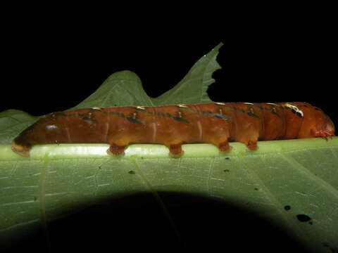 Image of Isertia scorpioides B. M. Boom