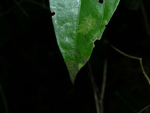 Image of Curarea cuatrecasasii Barneby & Krukoff