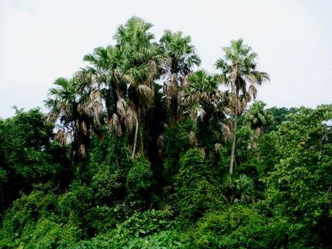 Image of Pholidocarpus macrocarpus Becc.