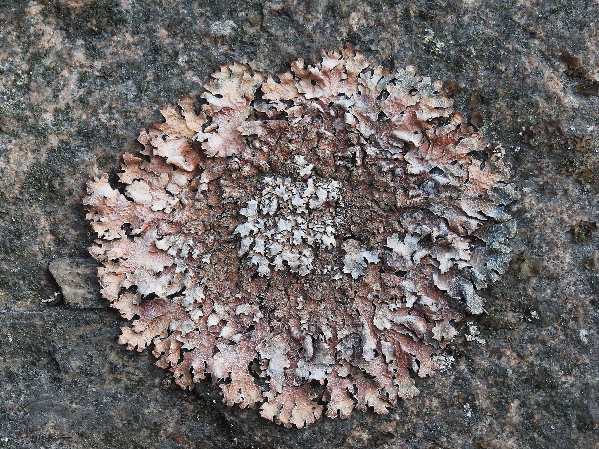 Image of shield lichen