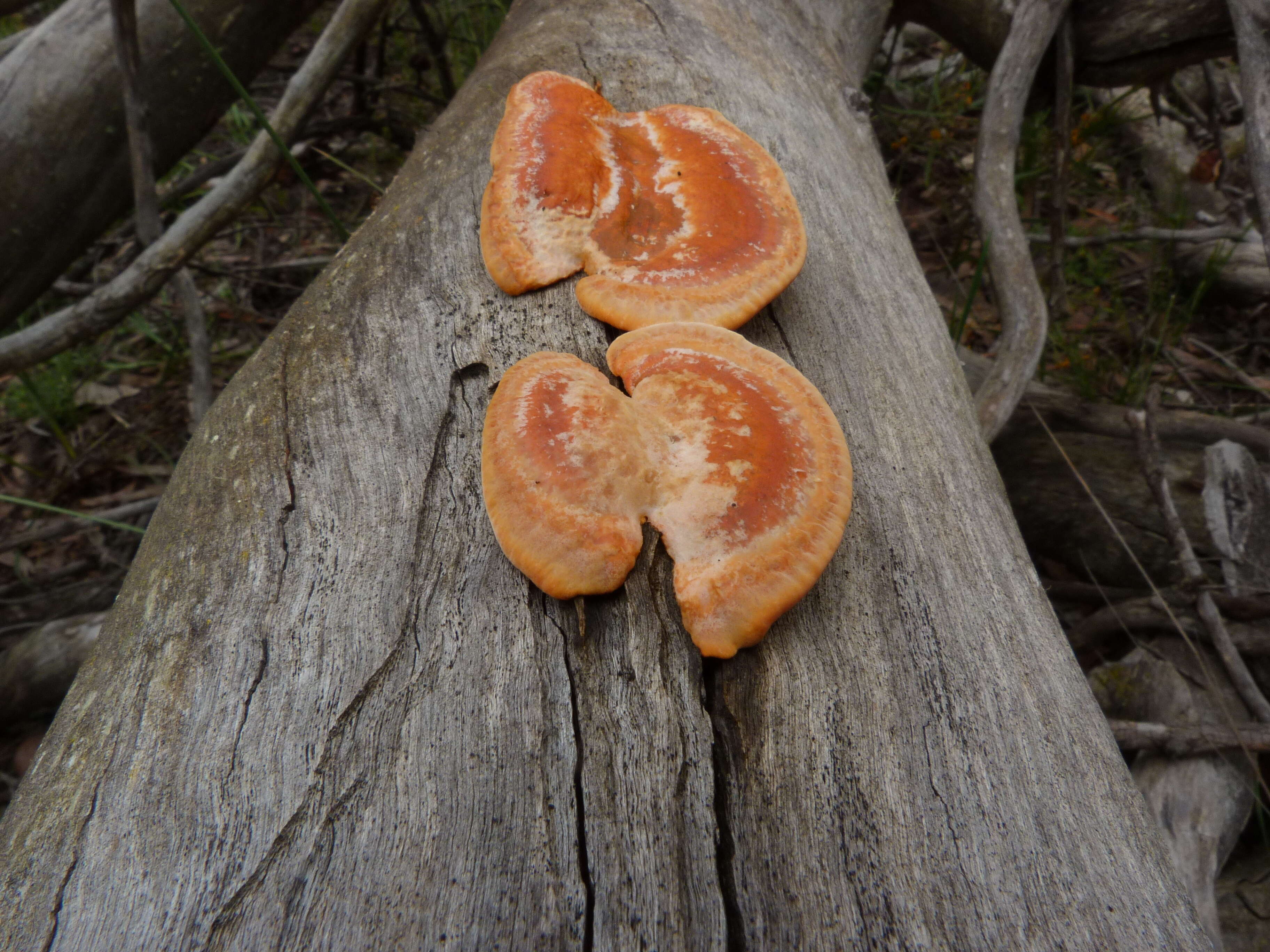 Image of bracket fungi