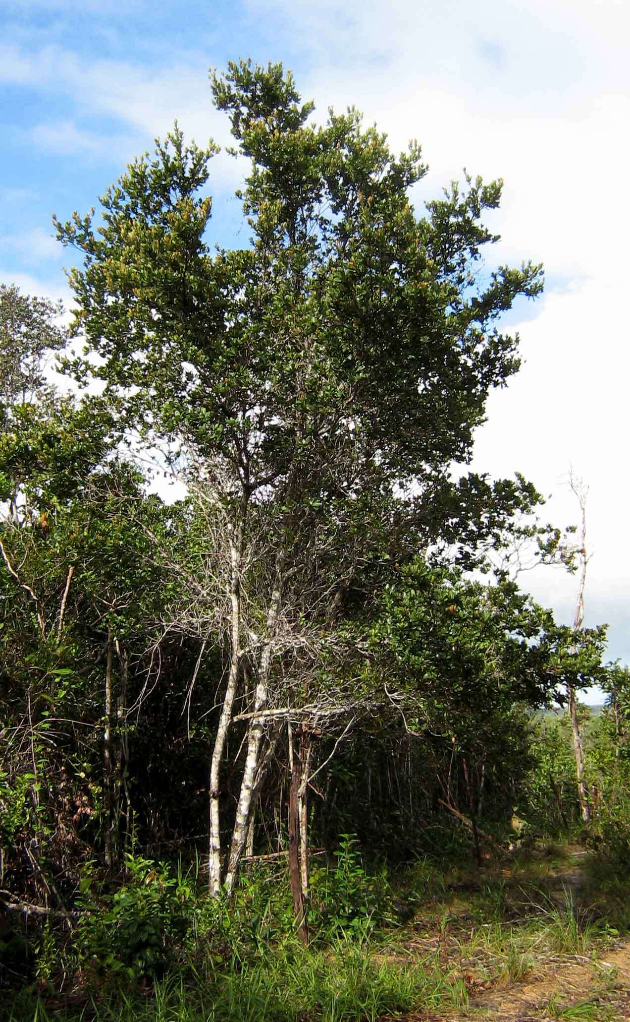 Imagem de Manilkara dardanoi Ducke