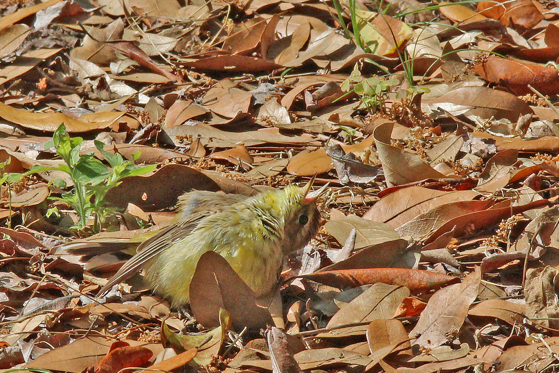 Image de Paruline à couronne rousse