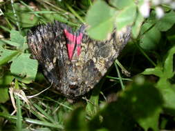 Image of Dark Crimson Underwing