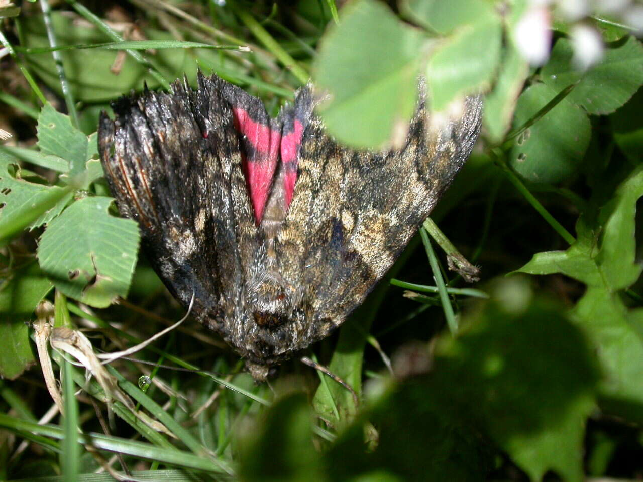 Image of Dark Crimson Underwing