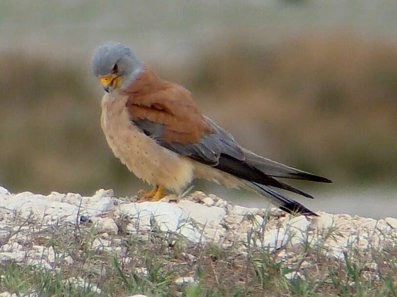 Image of Lesser Kestrel