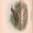 Imagem de Lewinia pectoralis brachipus (Swainson 1838)