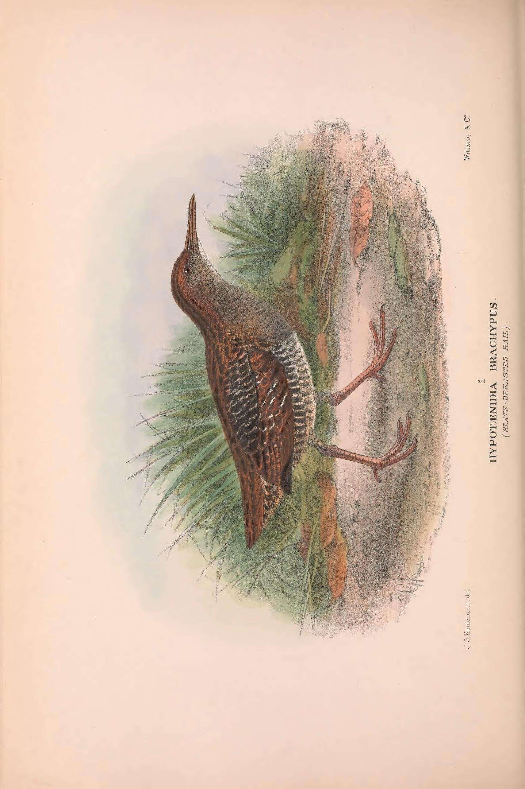 Image of Lewinia Gray & GR 1855