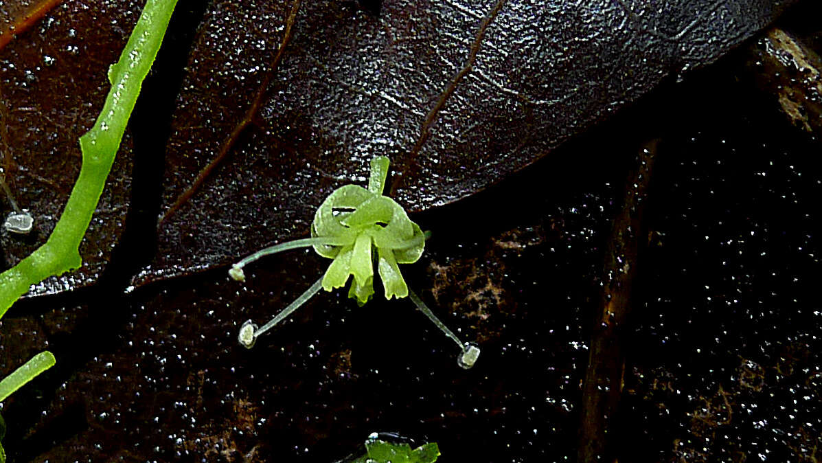 Image of Agonandra silvatica Ducke