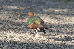 Image of Common Emerald Dove