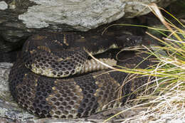 Image of Crotalus Linnaeus 1758