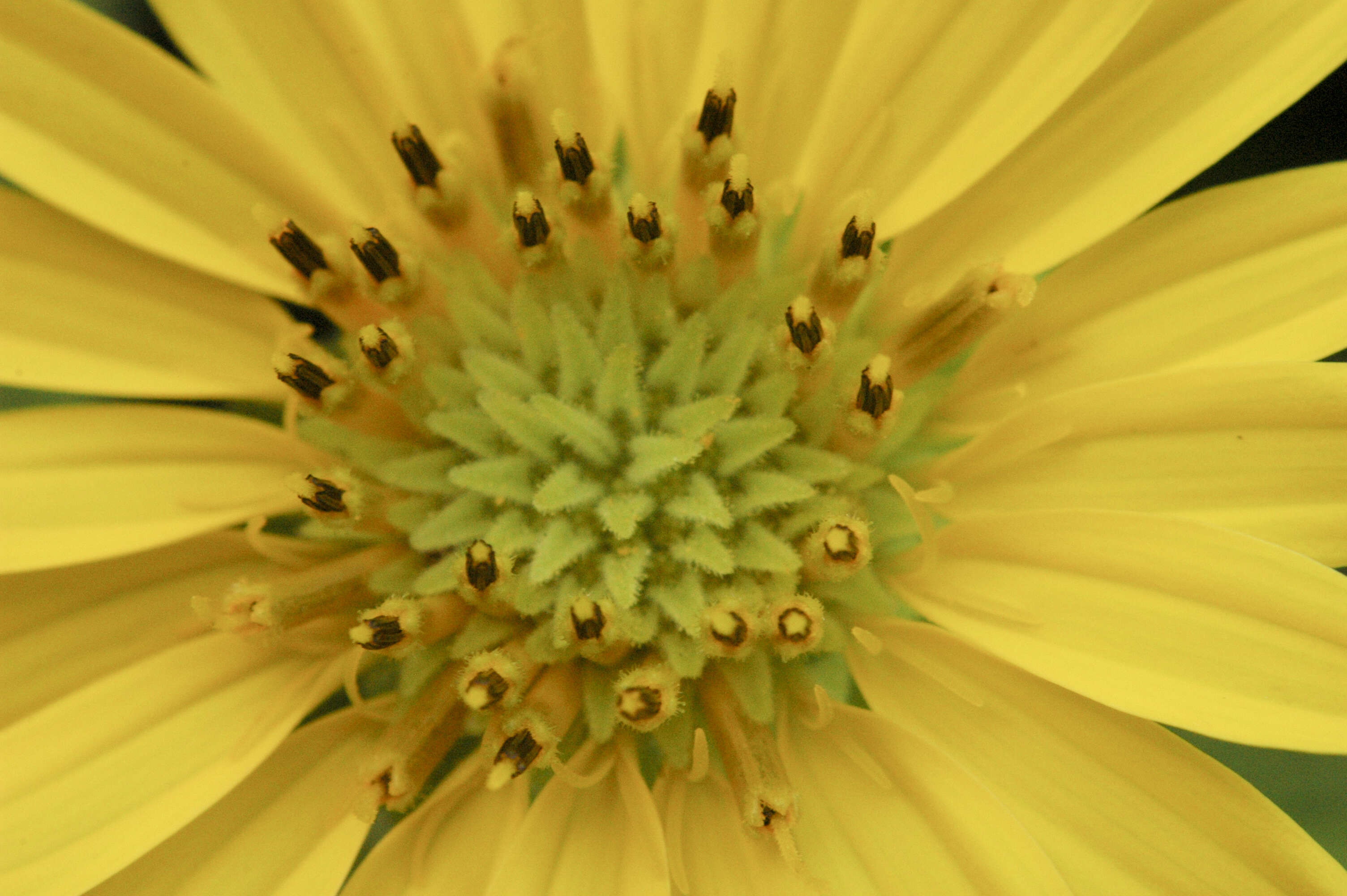 Silphium integrifolium Michx. resmi