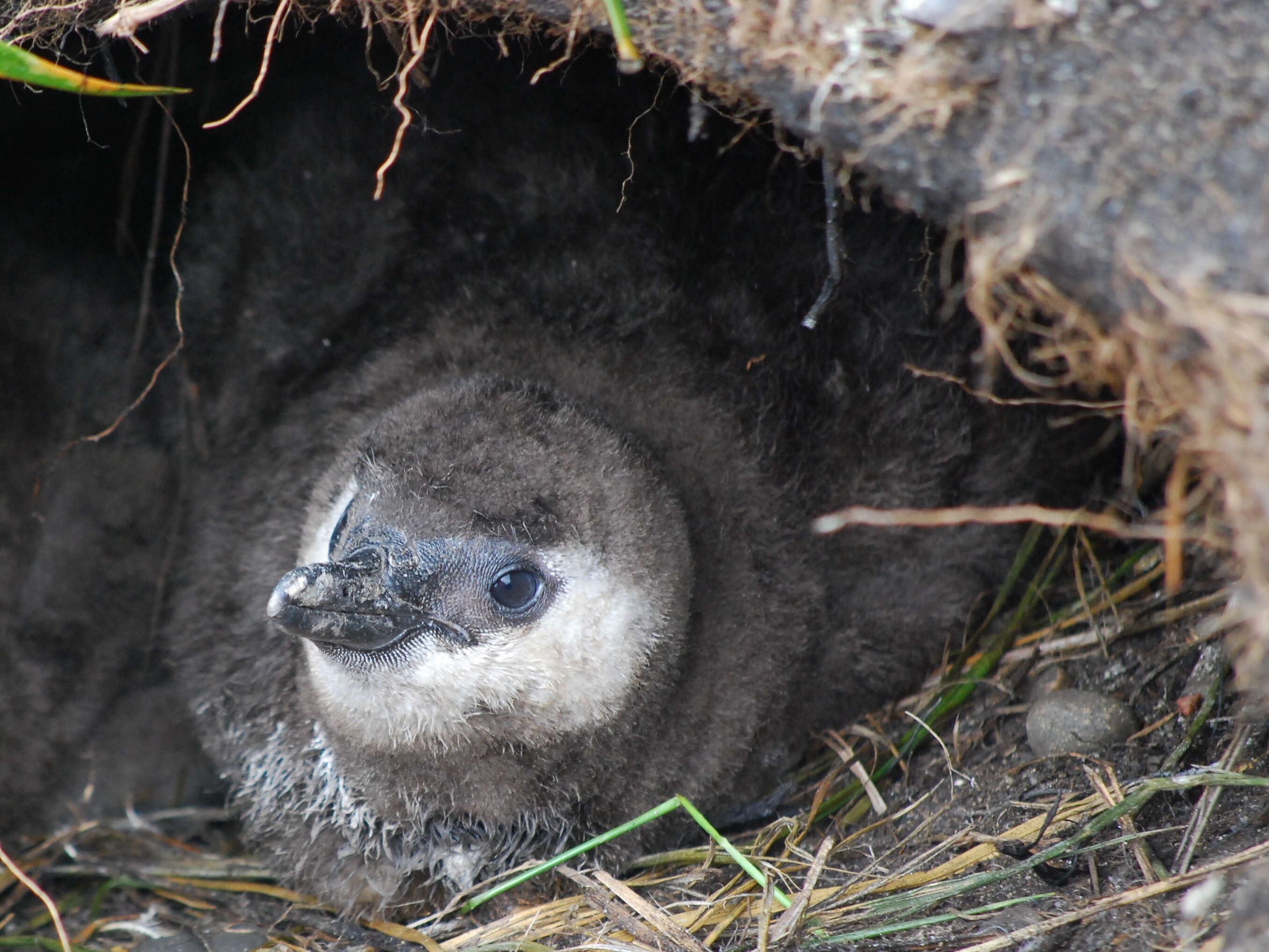 Image of Magellanic Penguin