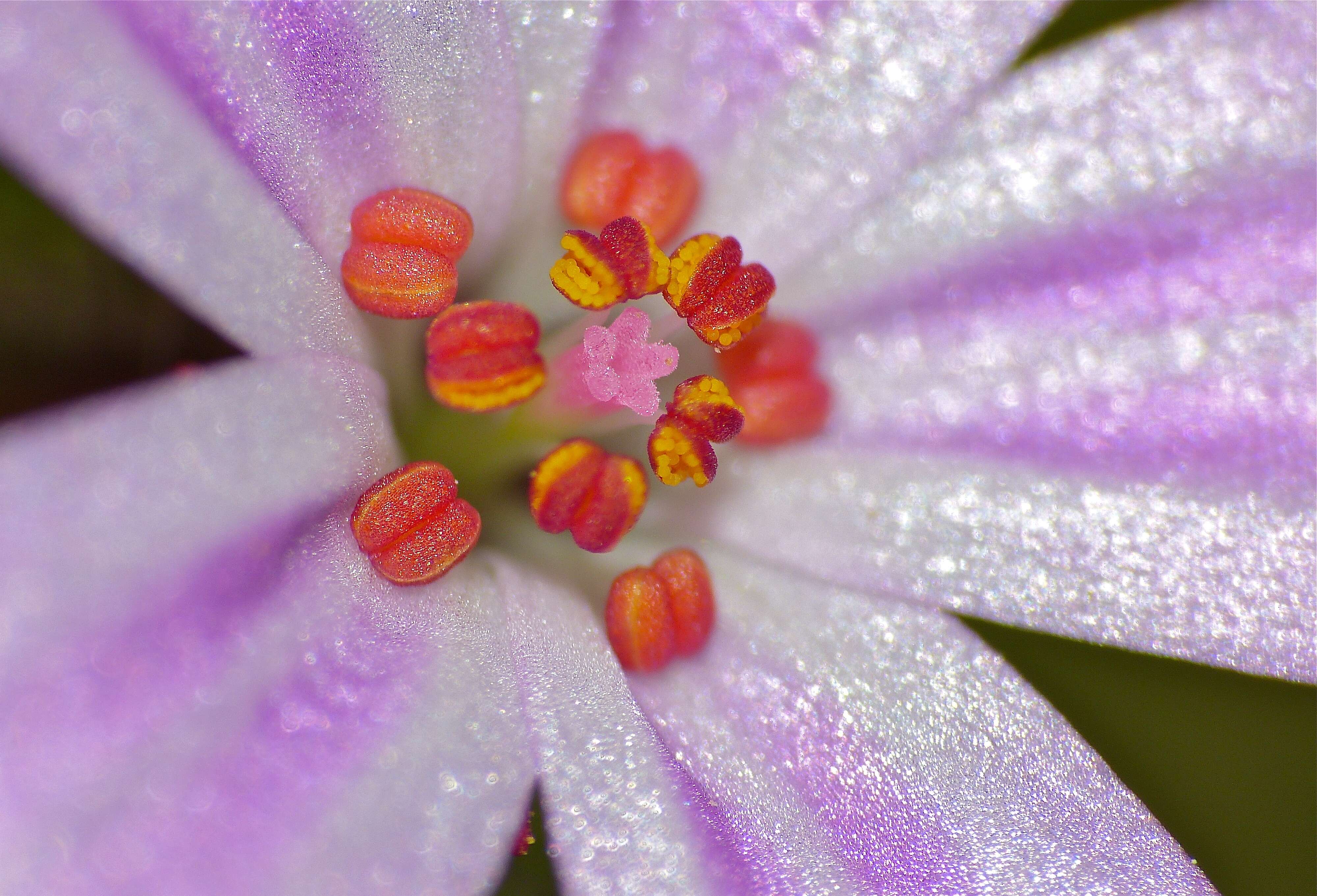 Image of geranium