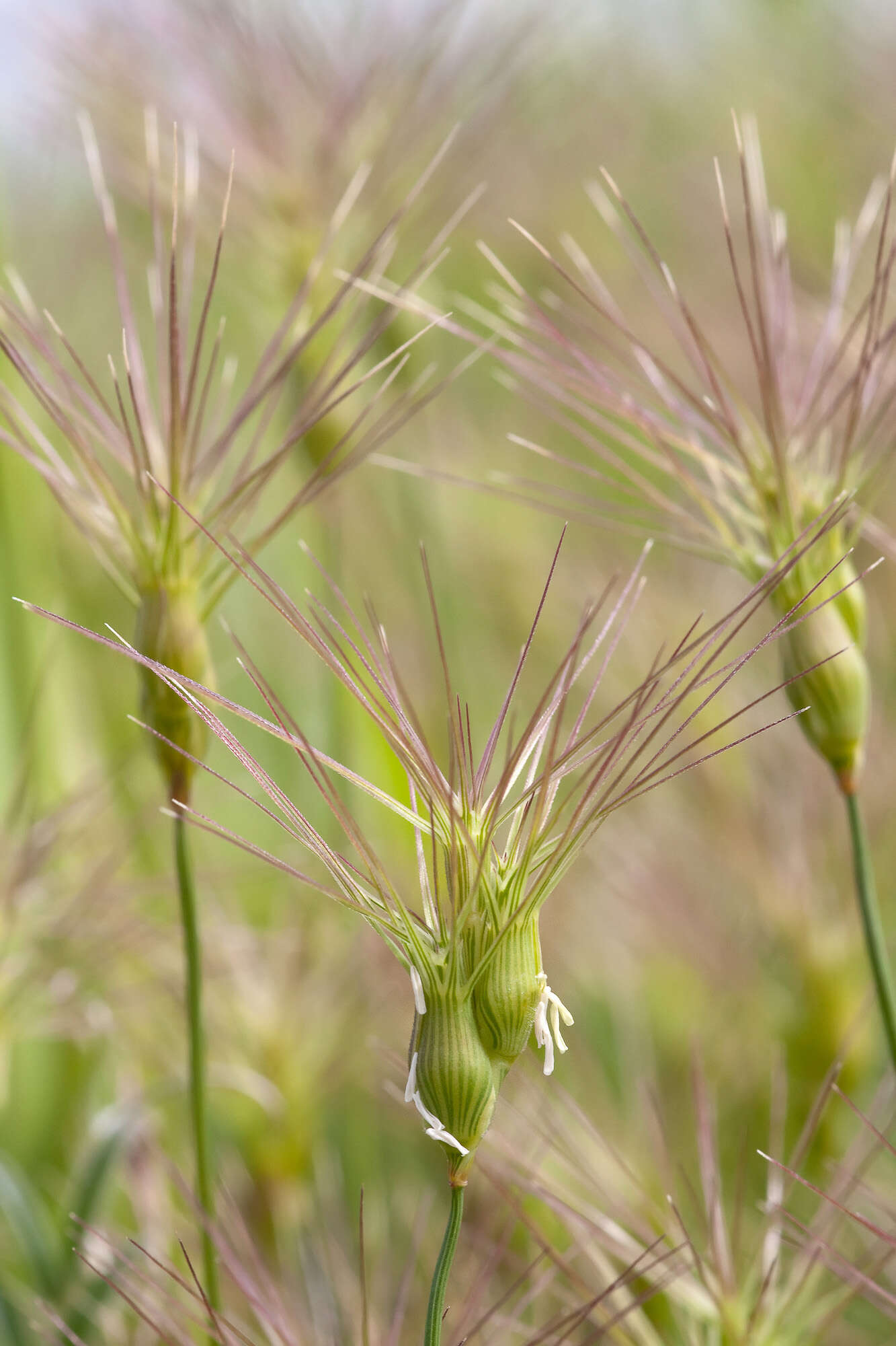 Image of goatgrass