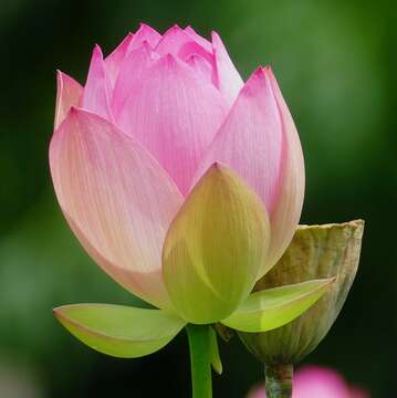 Image of lotus