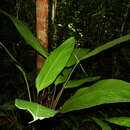 Ctenanthe dasycarpa (Donn. Sm.) K. Schum.的圖片