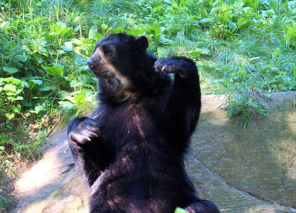 Image of Andean Bears