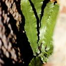 Image of Phyllitis scolopendrium