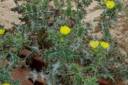 Image of pricklypoppy