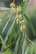 Слика од Eucalyptus amygdalina Labill.