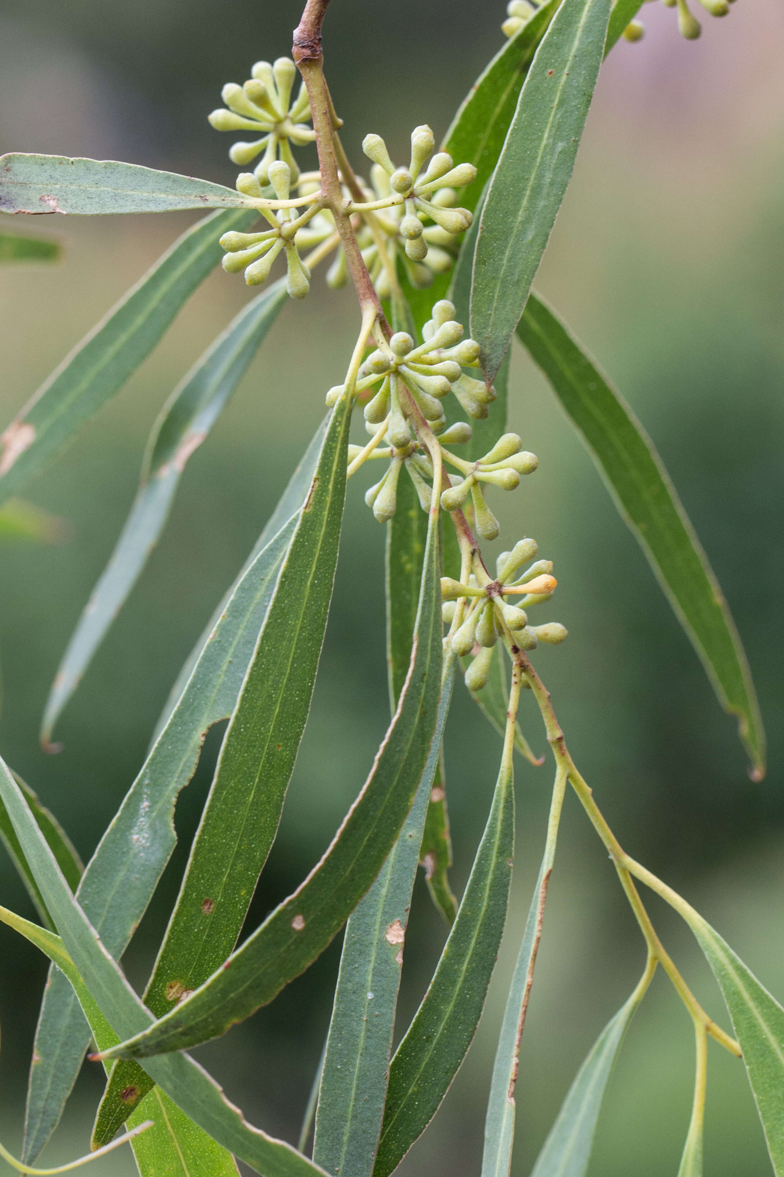 Слика од Eucalyptus amygdalina Labill.