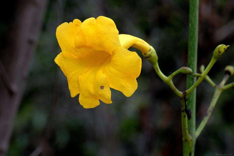 Imagem de Adenocalymma pedunculatum (Vell.) L. G. Lohmann