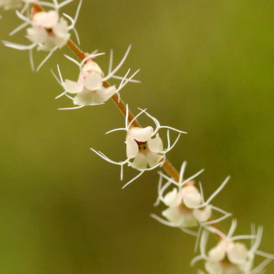 Image of Side-Flower Bishop's-Cap