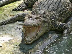 Image of crocodiles