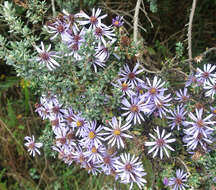 Image of Diplostephium hartwegii Hieron.