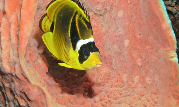 Image of Halfmoon Butterflyfish