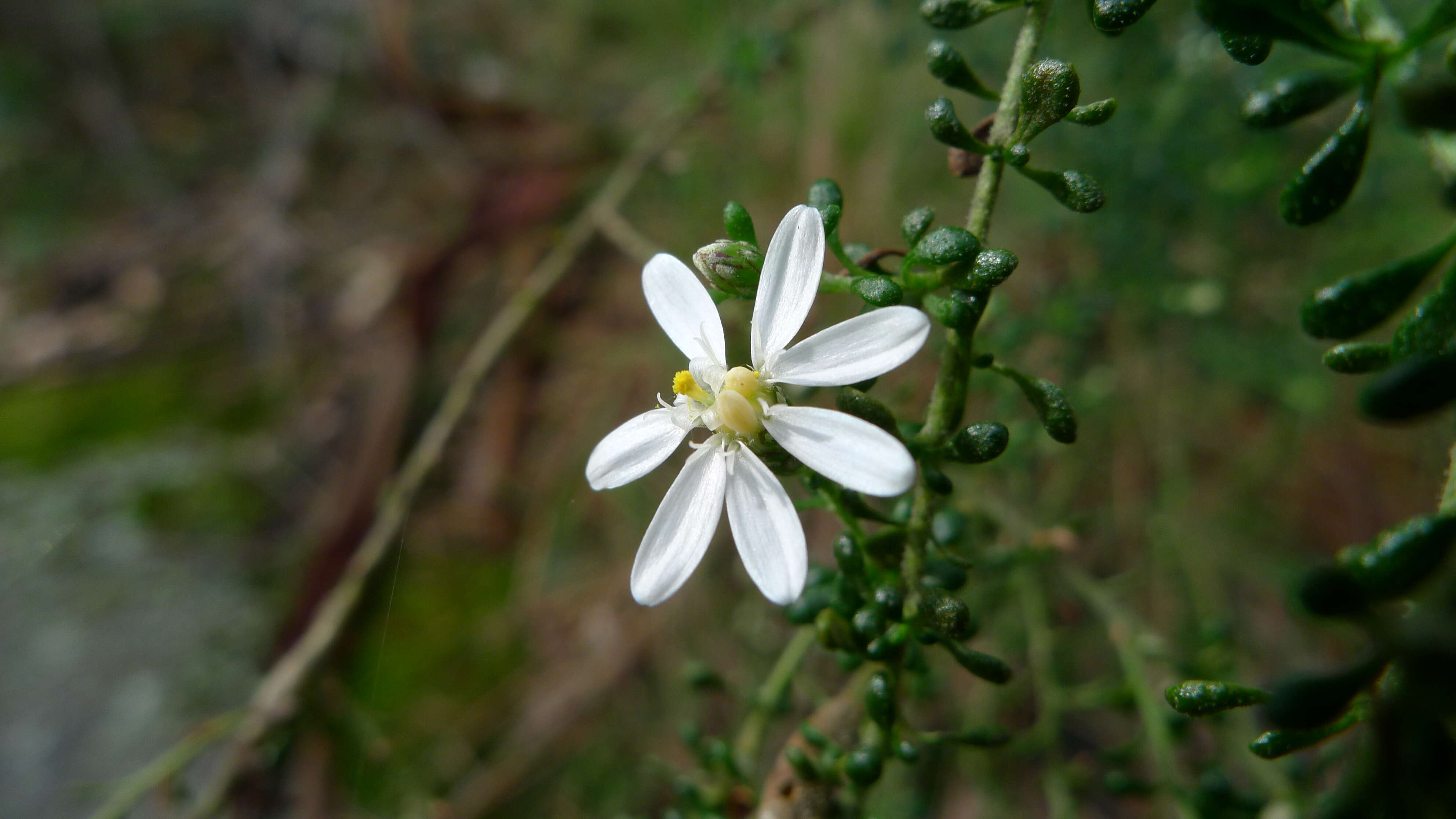 Olearia microphylla (Vent.) Maiden & E. Betche resmi