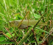 Image of Fork-tailed Bush Katydid