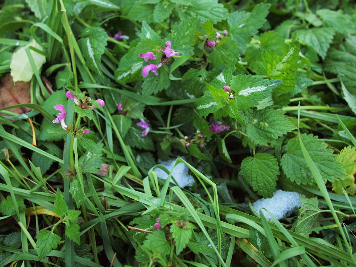 Image of spotted dead-nettle