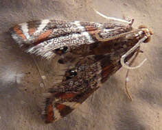 Image of Petrophila