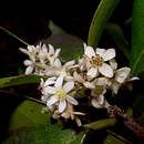 Image of Ocotea fasciculata (Nees) Mez