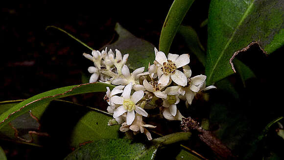 Sivun Ocotea fasciculata (Nees) Mez kuva