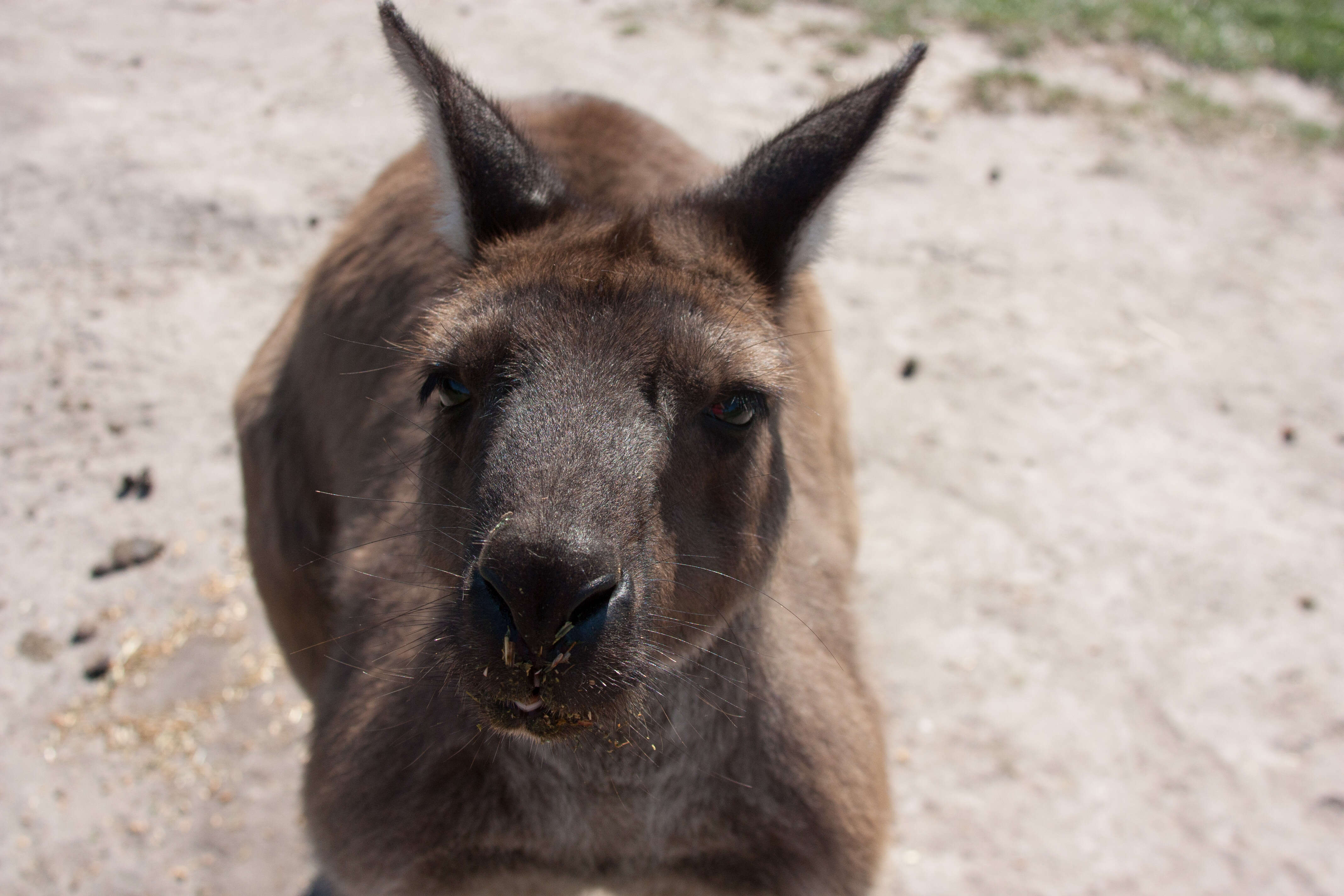 Image of kangaroo