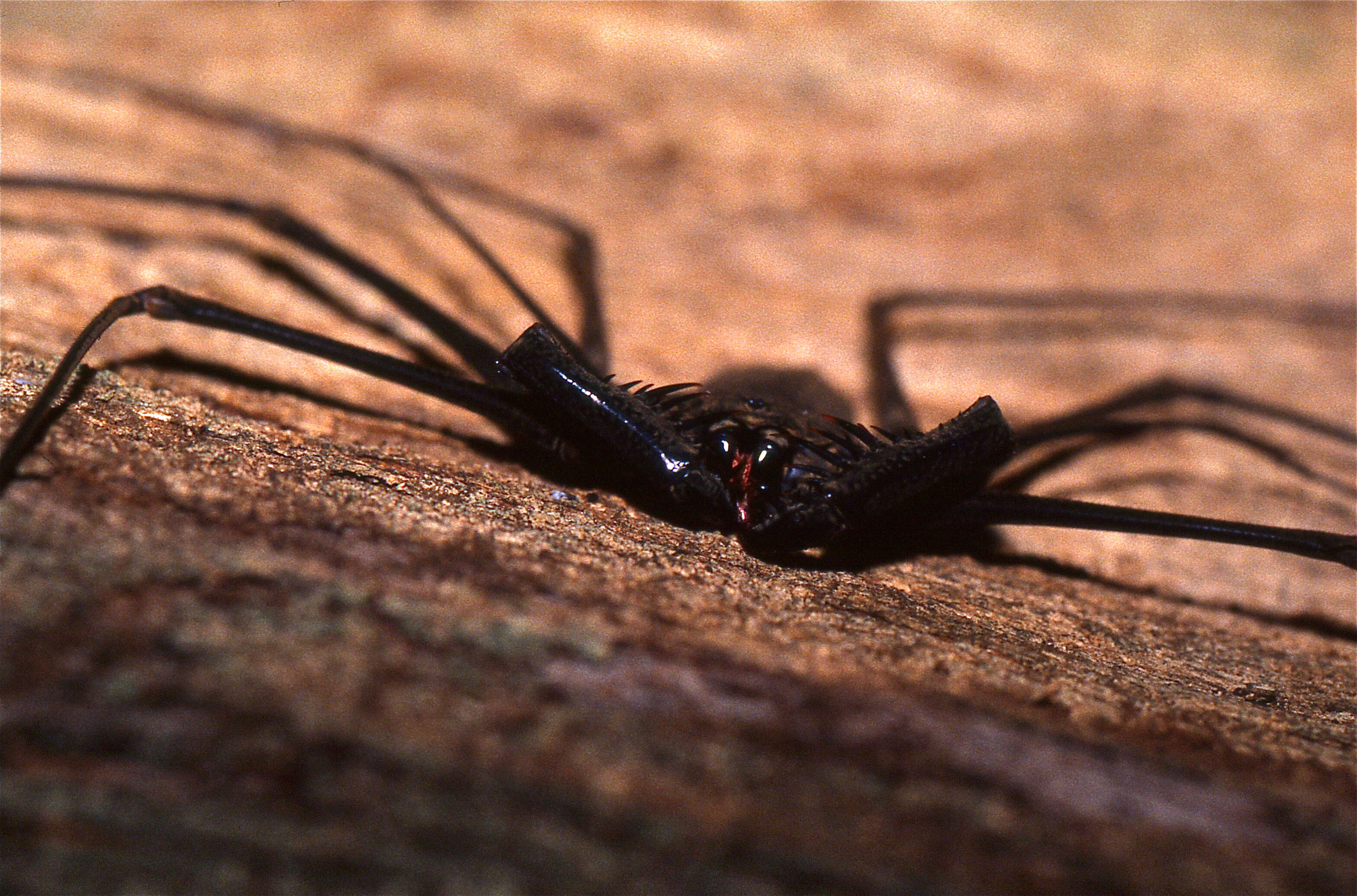 Image of Euamblypygi Weygoldt 1996