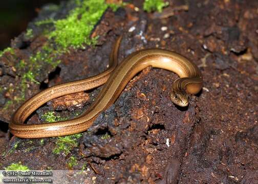 Image of Slow Worm